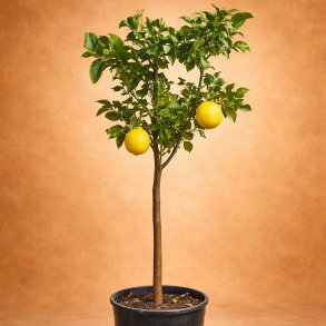 Citrontr� (Citrus limon), Zagara bianca, 100-120 cm, opstammet