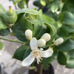 Citrontr� (Citrus limon), Zagara bianca, 100-120 cm, opstammet