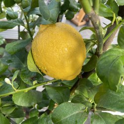 Citrontr� (Citrus limon), Zagara bianca, 100-120 cm, opstammet