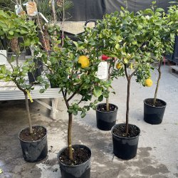 Citrontr� (Citrus limon), Zagara bianca, 100-120 cm, opstammet