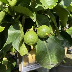 Pomelotr, lyserd frugt (Citrus maxima), opstammet, 70-125 cm