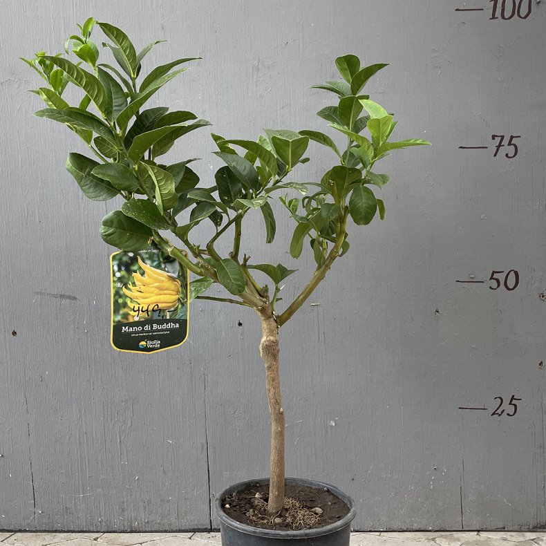 Buddhas hnd (Citrus medica digitata), 70-100 cm, opstammet