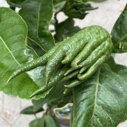 Buddhas hnd (Citrus medica digitata), 70-100 cm, opstammet