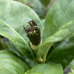 Buddhas hnd (Citrus medica digitata), 70-100 cm, opstammet