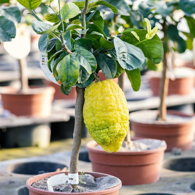 Gigant-cedrat (Citrus medica maxima), cirka 100 cm, opstammet