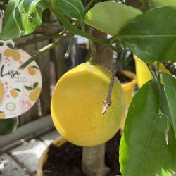 Meyers citron (Citrus meyeri), 70-100 cm, opstammet