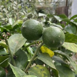 Meyers citron (Citrus meyeri), 70-100 cm, opstammet