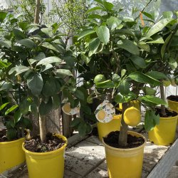 Meyers citron (Citrus meyeri), 70-100 cm, opstammet