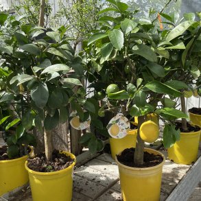 Meyers citron (Citrus meyeri), 70-100 cm, opstammet