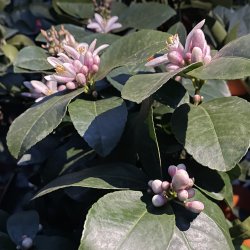 Meyers citron (Citrus meyeri), 60-100 cm, opstammet