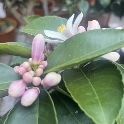 Meyers citron (Citrus meyeri), 60-100 cm, opstammet