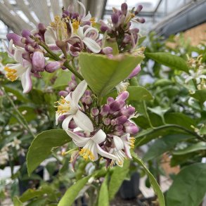 Meyers citron (Citrus meyeri), cirka 100 cm, opstammet, ungtr�
