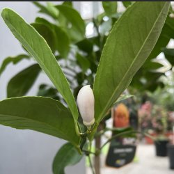 Meyers citron (Citrus meyeri), 60-100 cm, opstammet