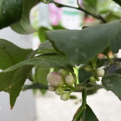 Meyers citron (Citrus meyeri), 60-100 cm, opstammet