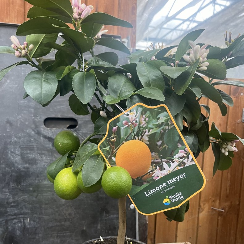 Meyers citron (Citrus meyeri), 70-100 cm, opstammet