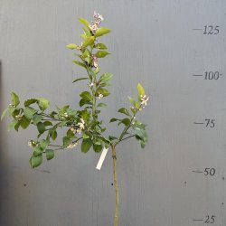 Meyers citron (Citrus meyeri), cirka 100 cm, opstammet, ungtr�
