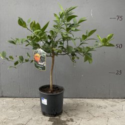 Meyers citron (Citrus meyeri), 60-100 cm, opstammet