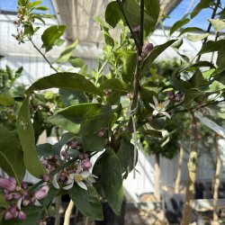 Meyers citron (Citrus meyeri), cirka 100 cm, opstammet, ungtr�