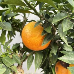 Chinotto (Citrus myrtifolia), 60-90 cm, opstammet