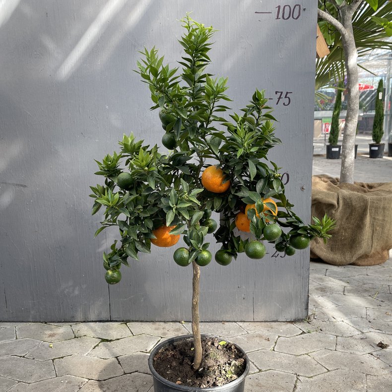 Chinotto (Citrus myrtifolia), 60-90 cm, opstammet