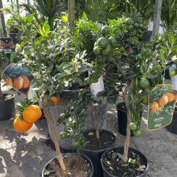 Chinotto (Citrus myrtifolia), 60-90 cm, opstammet