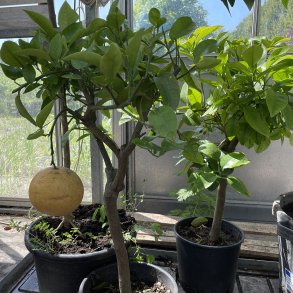 Grapefrugttr, rd frugt (Citrus paradisi ruby red), Cirka 60 cm