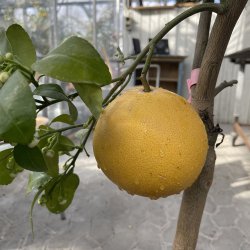 Grapefrugttr�, Star ruby, r�d frugt (Citrus paradisi star ruby), cirka 100 cm