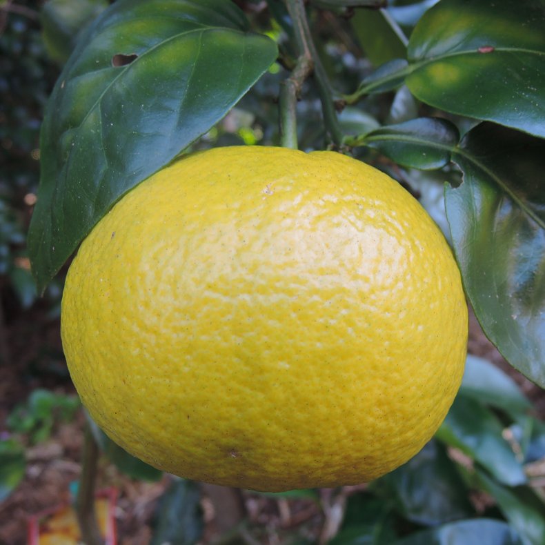 Grapefrugttr, hvid frugt (Citrus paradisi marsh seedless), 70-100 cm