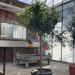 Mandarin (Citrus reticulata), cirka 150 cm, opstammet