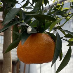 Mandarin (Citrus reticulata), cirka 150 cm, opstammet