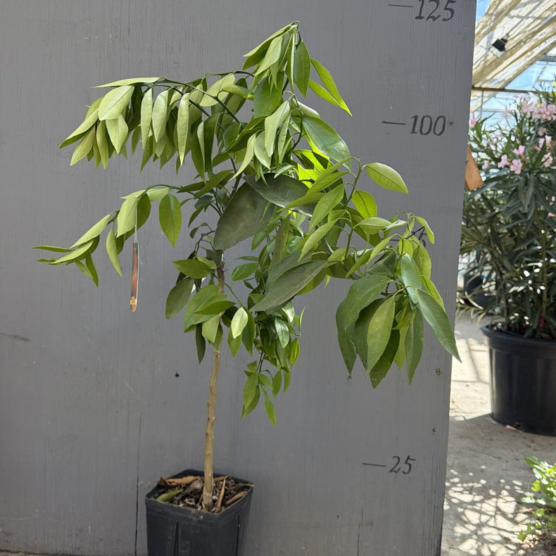 Blodklementin (Citrus reticulata x sinensis), cirka 100 cm, opstammet, ungtr�