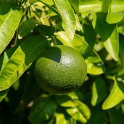 Satsuma-mandarin (Citrus reticulata satsuma miyagawa), ungplante, 50-100 cm, opstammet