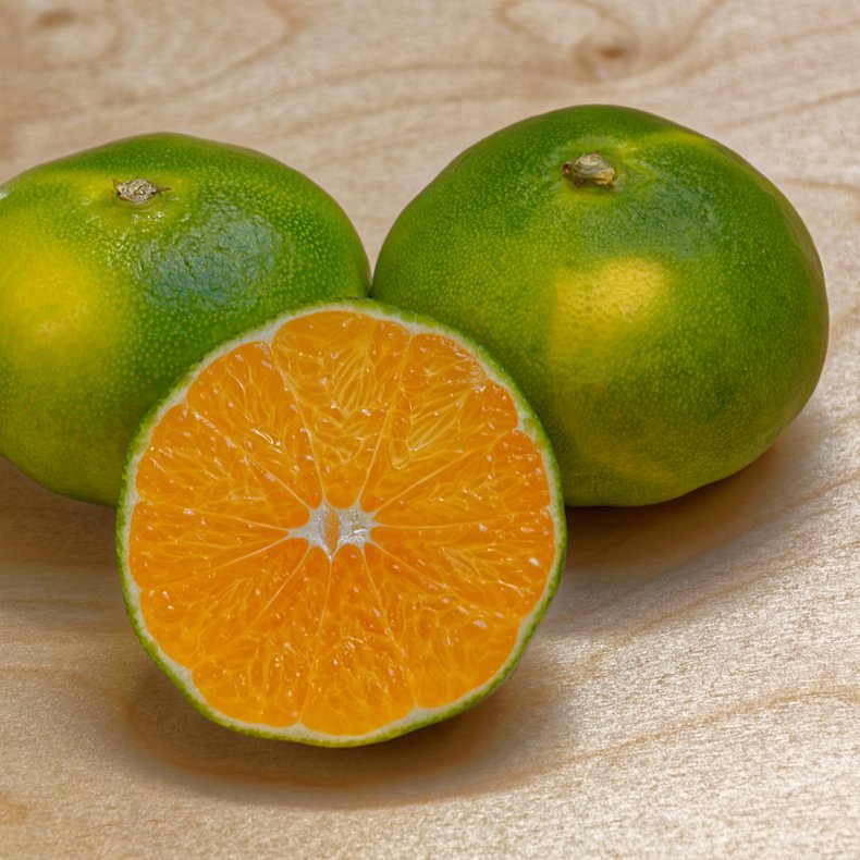 Satsuma-mandarin (Citrus reticulata satsuma miyagawa), ungplante, 50-100 cm, opstammet