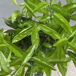 Satsuma-mandarin (Citrus unshiu), 70-100 cm, opstammet