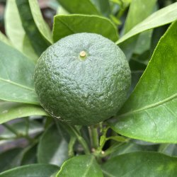 Satsuma-mandarin (Citrus unshiu), 70-100 cm, opstammet