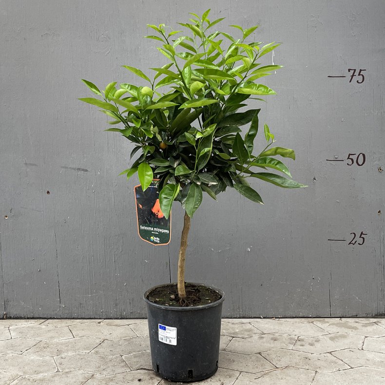 Satsuma-mandarin (Citrus unshiu), 70-100 cm, opstammet