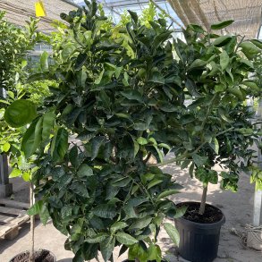 Appelsintr, Navelina (Citrus sinensis), 160-170 cm hjt, opstammet, fyldig krone, med frugt