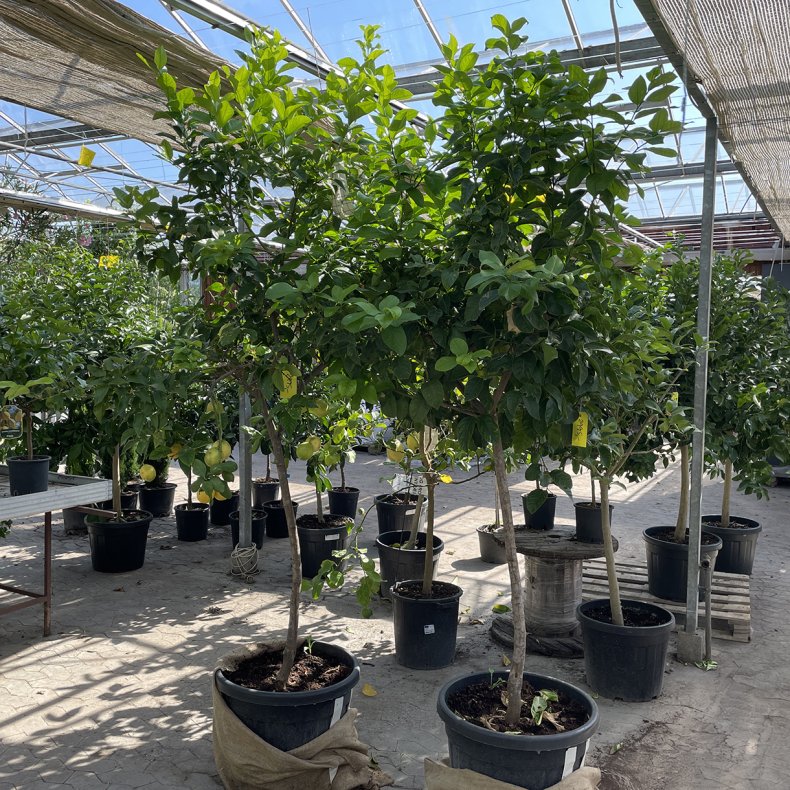 Citrontr (Citrus limon), 250-300 cm, hjt og meget kraftigt