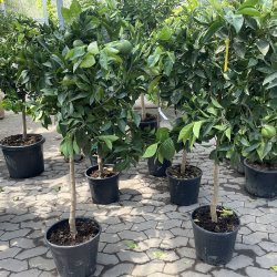 Appelsintr, Navelina (Citrus sinensis), 140-150 cm hjt, opstammet, fyldig krone, med frugt