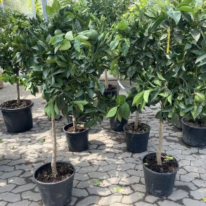 Appelsintr, Navelina (Citrus sinensis), 140-150 cm hjt, opstammet, fyldig krone, med frugt