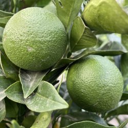 Appelsintr, Navelina (Citrus sinensis), 140-150 cm hjt, opstammet, fyldig krone, med frugt