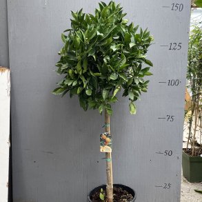 Appelsintr�, Navelina (Citrus sinensis), 140-150 cm h�jt, opstammet, fyldig krone
