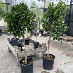 Appelsintr�, Navelina (Citrus sinensis), 140-150 cm h�jt, opstammet, fyldig krone