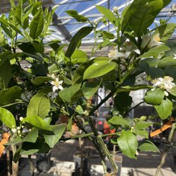 Arcobal (Citrus meyeri x sinensis), 50-100 cm, opstammet