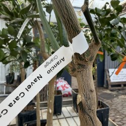 Appelsintr�, cara cara (Citrus sinensis cara cara), 50-100 cm, opstammet