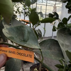 Chokoladeappelsin (Citrus sinensis choccolate), 50-100 cm, opstammet