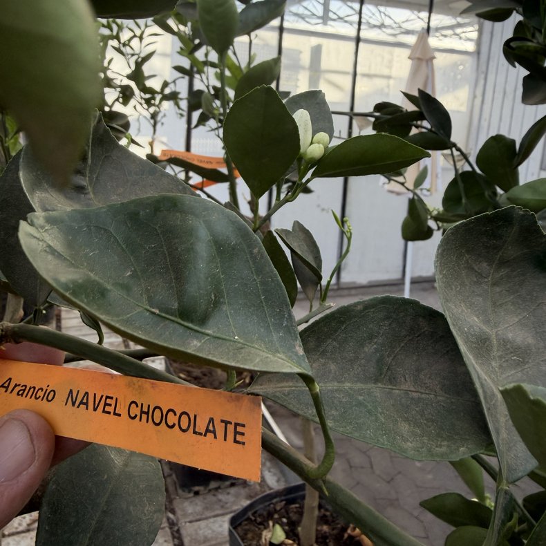 Chokoladeappelsin (Citrus sinensis choccolate), 50-100 cm, opstammet