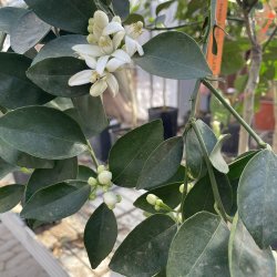 Chokoladeappelsin (Citrus sinensis choccolate), 50-100 cm, opstammet