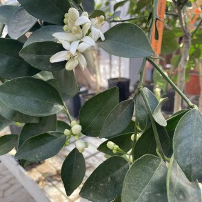 Chokoladeappelsin (Citrus sinensis choccolate), 50-100 cm, opstammet