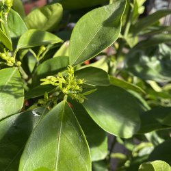 Dobbelt moro (Citrus sinensis doppio moro), cirka 150 cm, opstammet